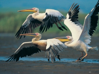 Обои Three Pelicans 320x240