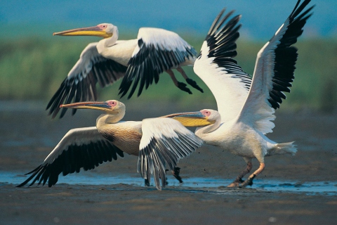 Three Pelicans wallpaper 480x320