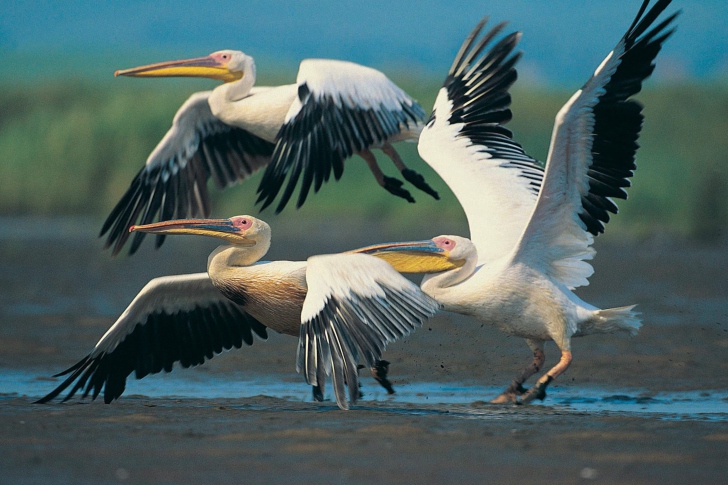 Three Pelicans wallpaper