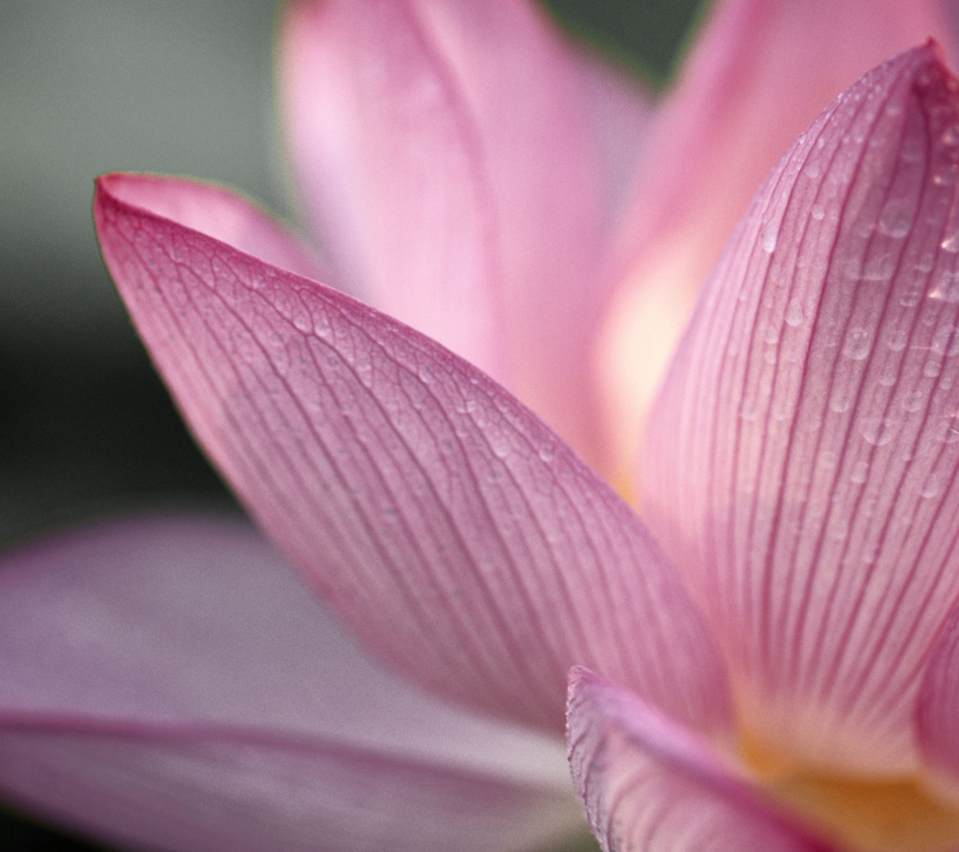 Fondo de pantalla Lotus Flower 1080x960