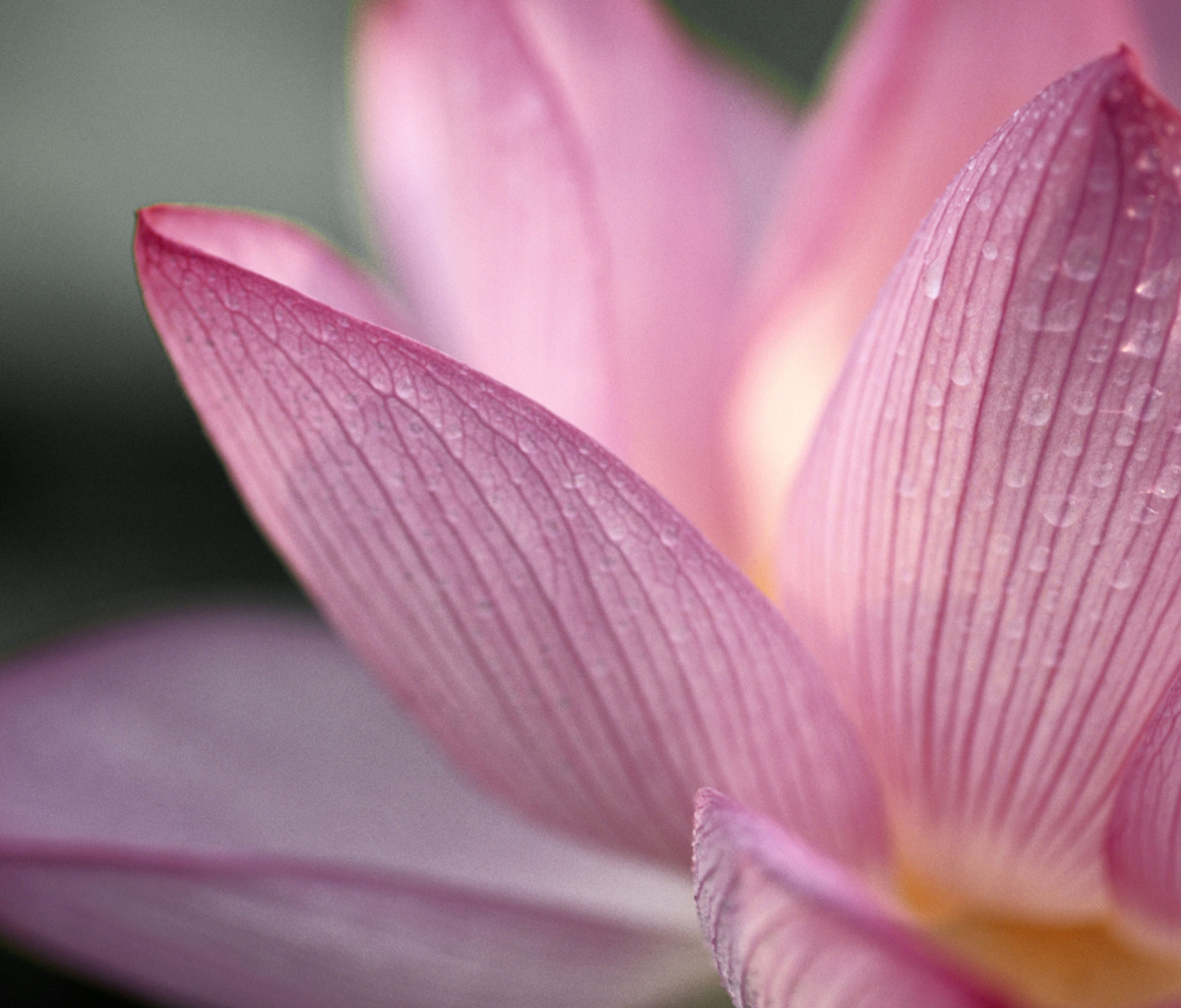 Sfondi Lotus Flower 1200x1024