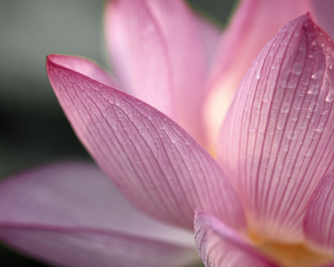 Обои Lotus Flower 1280x1024