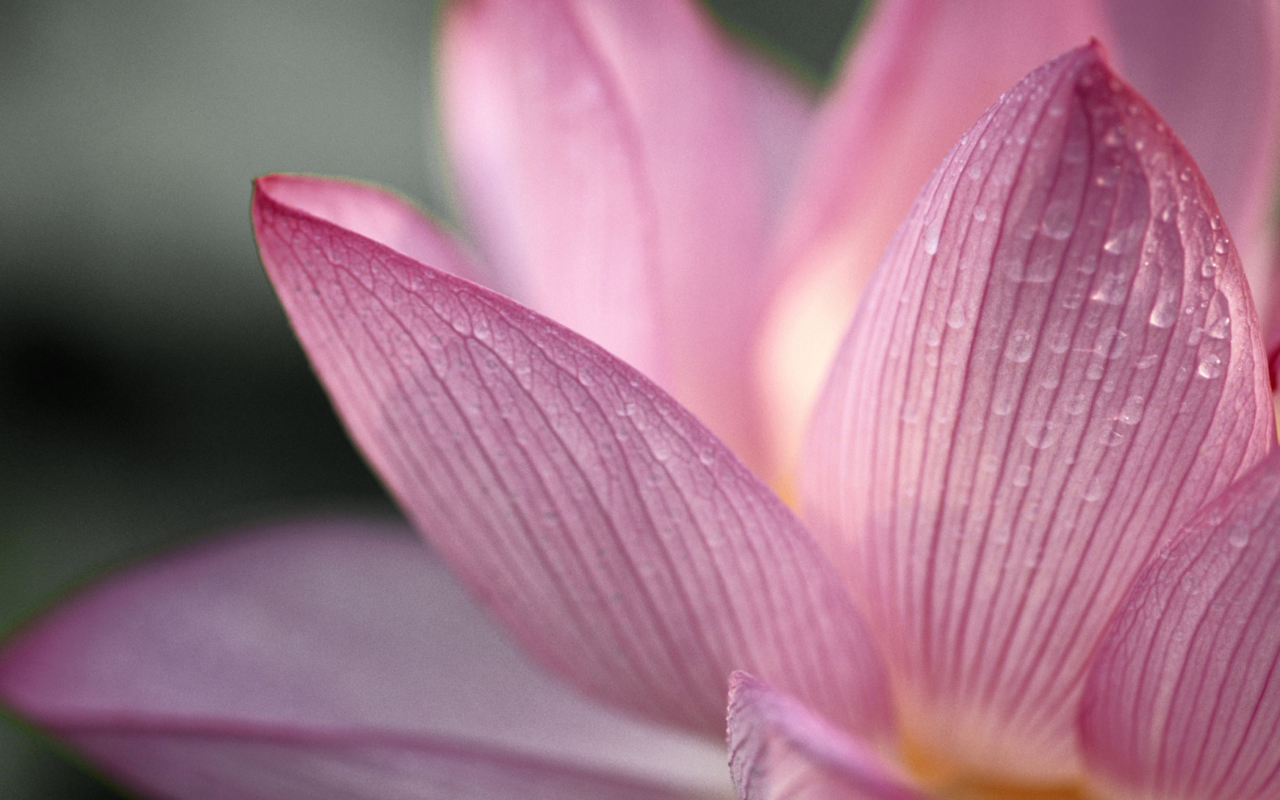 Screenshot №1 pro téma Lotus Flower 1280x800