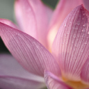 Lotus Flower screenshot #1 128x128