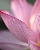 Lotus Flower screenshot #1 128x160