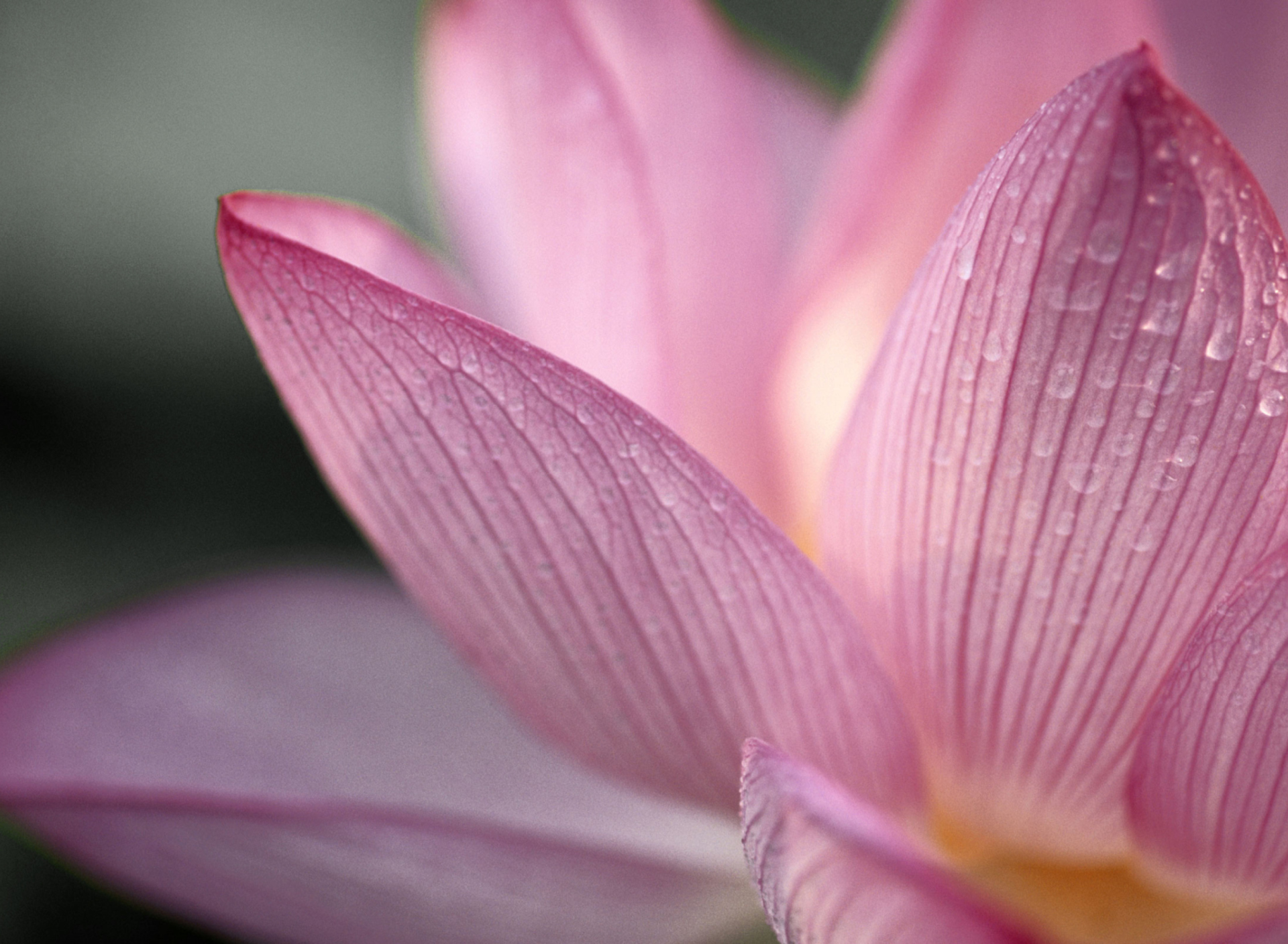 Fondo de pantalla Lotus Flower 1920x1408
