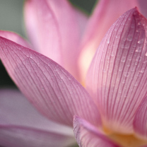 Screenshot №1 pro téma Lotus Flower 208x208