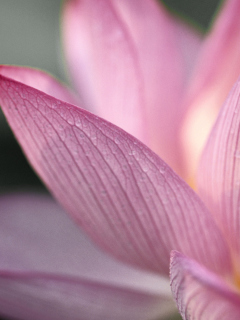 Fondo de pantalla Lotus Flower 240x320