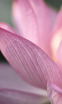 Fondo de pantalla Lotus Flower 240x400