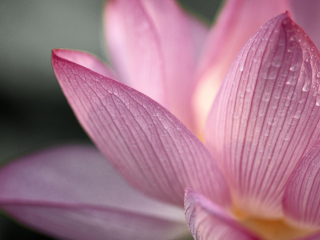 Sfondi Lotus Flower 320x240