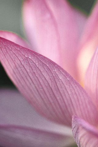 Screenshot №1 pro téma Lotus Flower 320x480