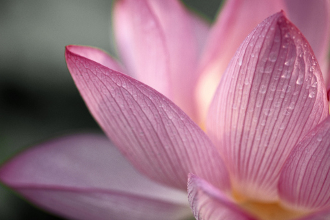 Fondo de pantalla Lotus Flower 480x320