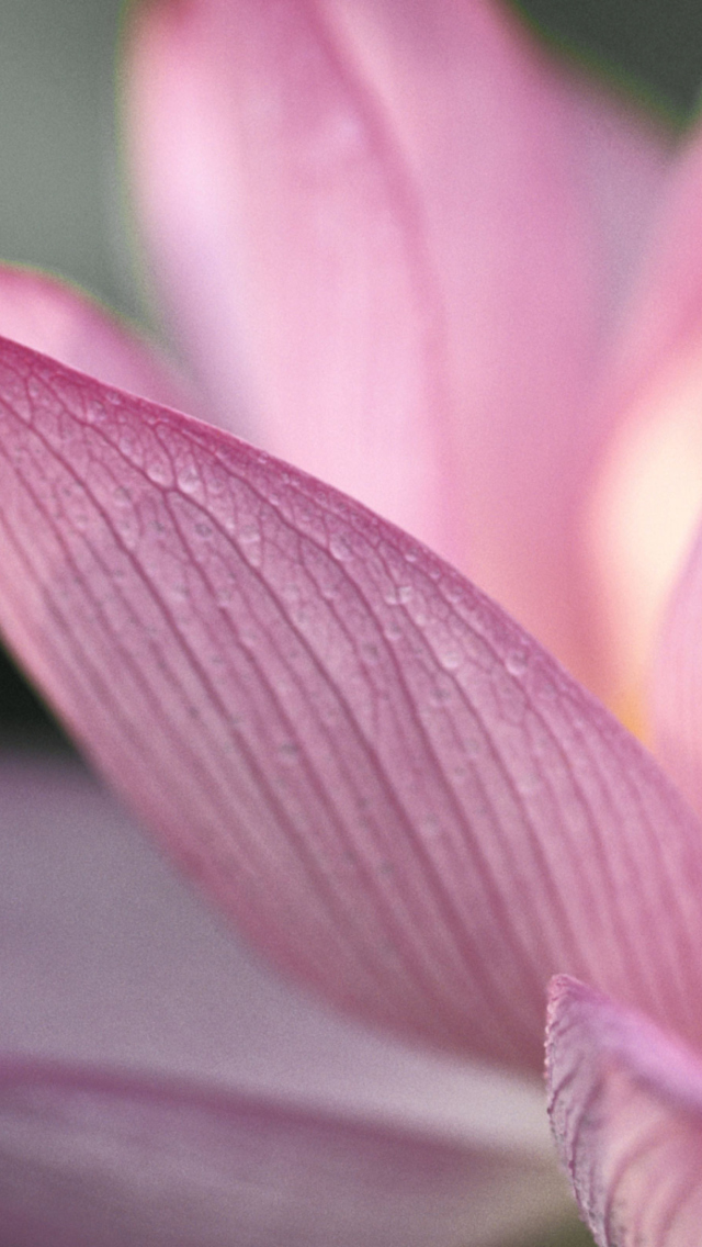 Обои Lotus Flower 640x1136