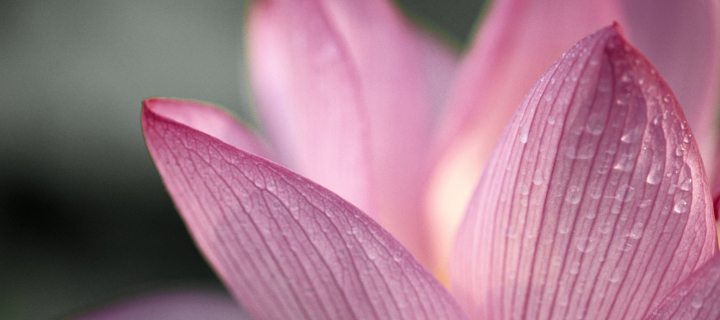 Das Lotus Flower Wallpaper 720x320
