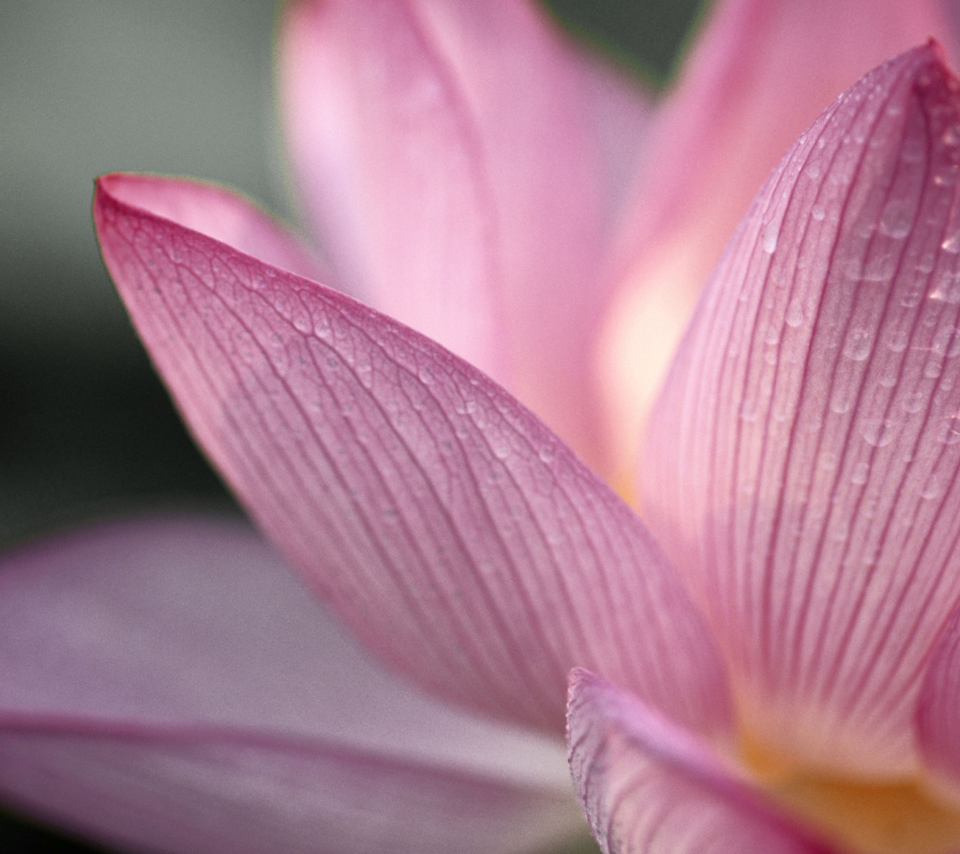 Lotus Flower screenshot #1 960x854