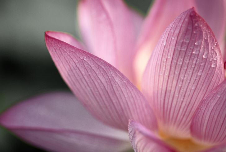 Обои Lotus Flower