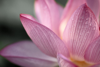 Lotus Flower - Obrázkek zdarma pro Samsung I9003 Galaxy SL