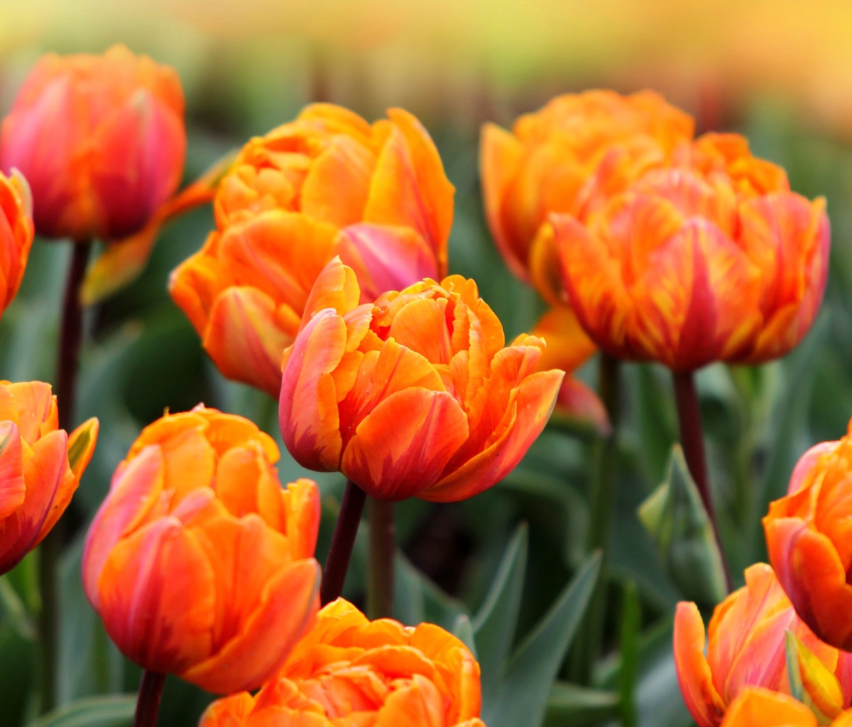 Обои Orange Tulips 1200x1024