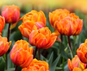 Fondo de pantalla Orange Tulips 176x144