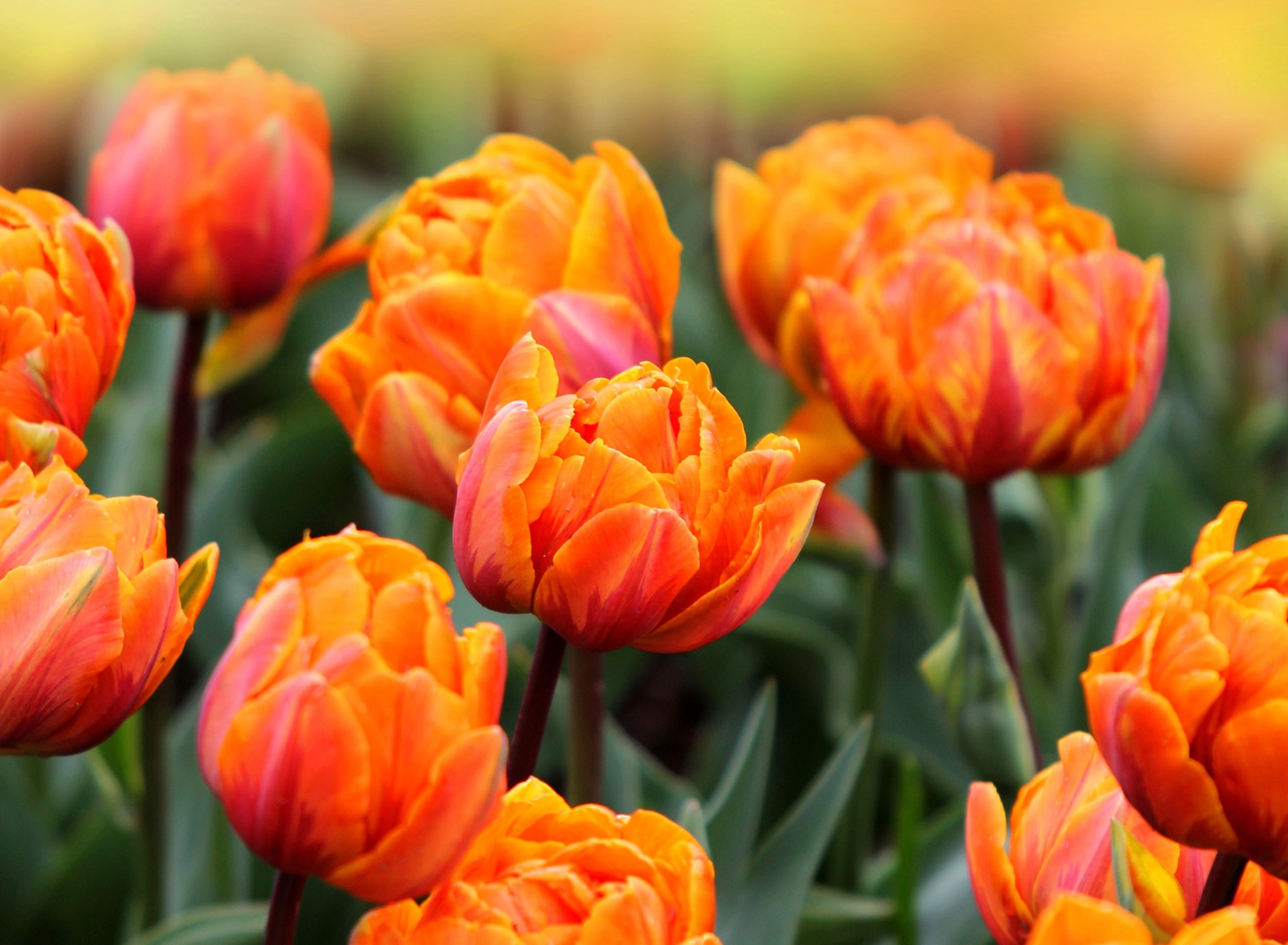 Fondo de pantalla Orange Tulips 1920x1408