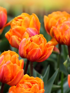 Fondo de pantalla Orange Tulips 240x320