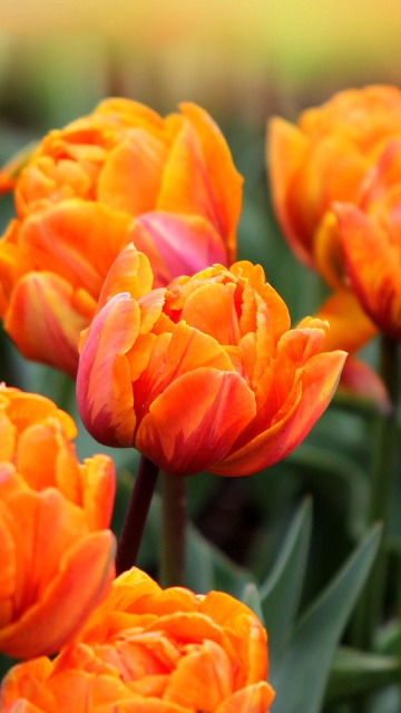 Обои Orange Tulips 360x640