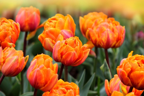 Fondo de pantalla Orange Tulips 480x320