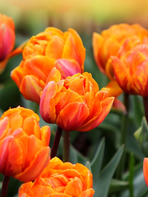 Fondo de pantalla Orange Tulips 480x640