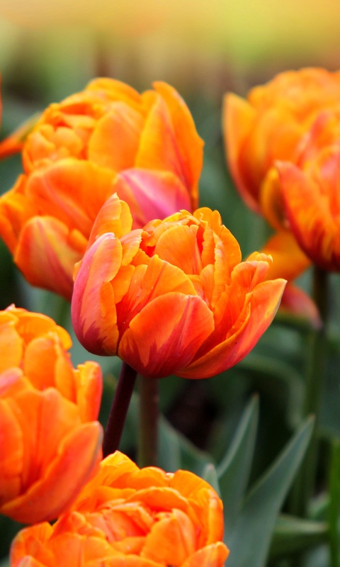 Обои Orange Tulips 480x800