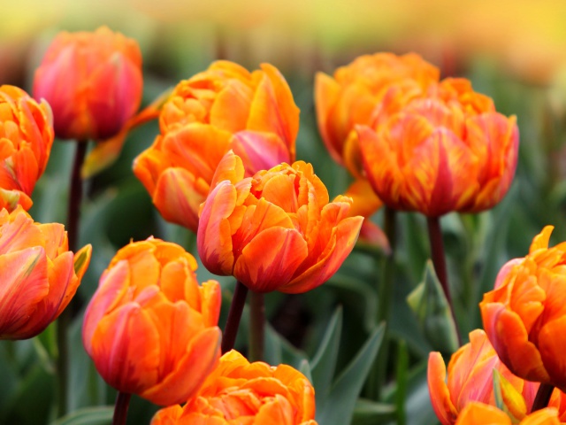 Orange Tulips wallpaper 640x480