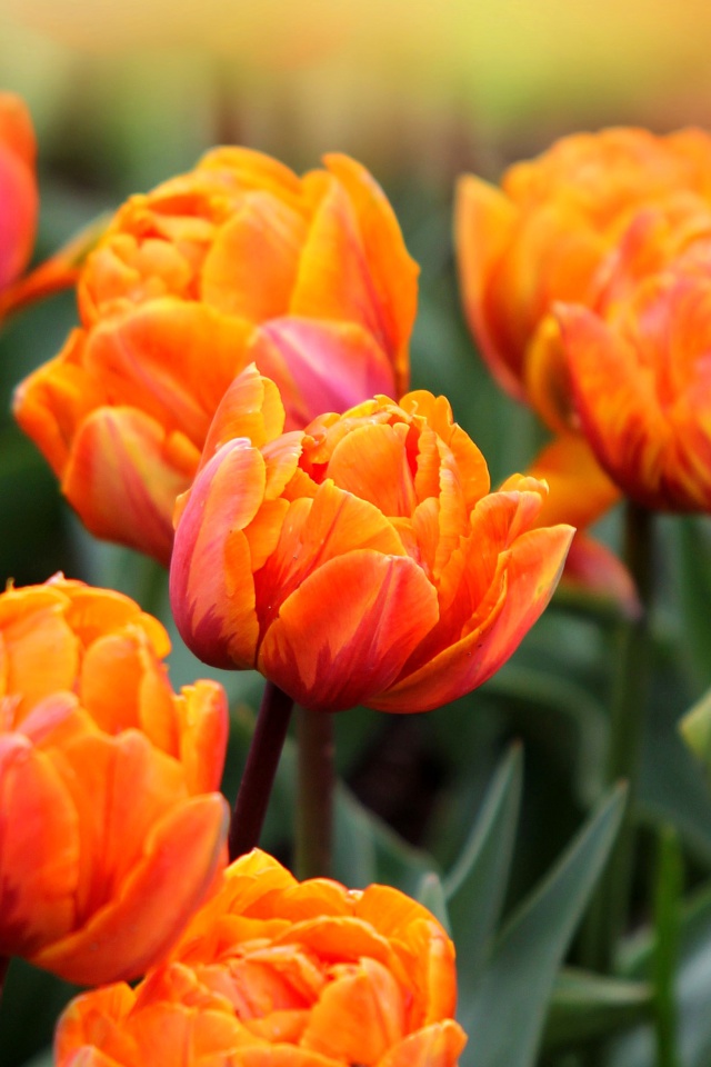 Orange Tulips wallpaper 640x960