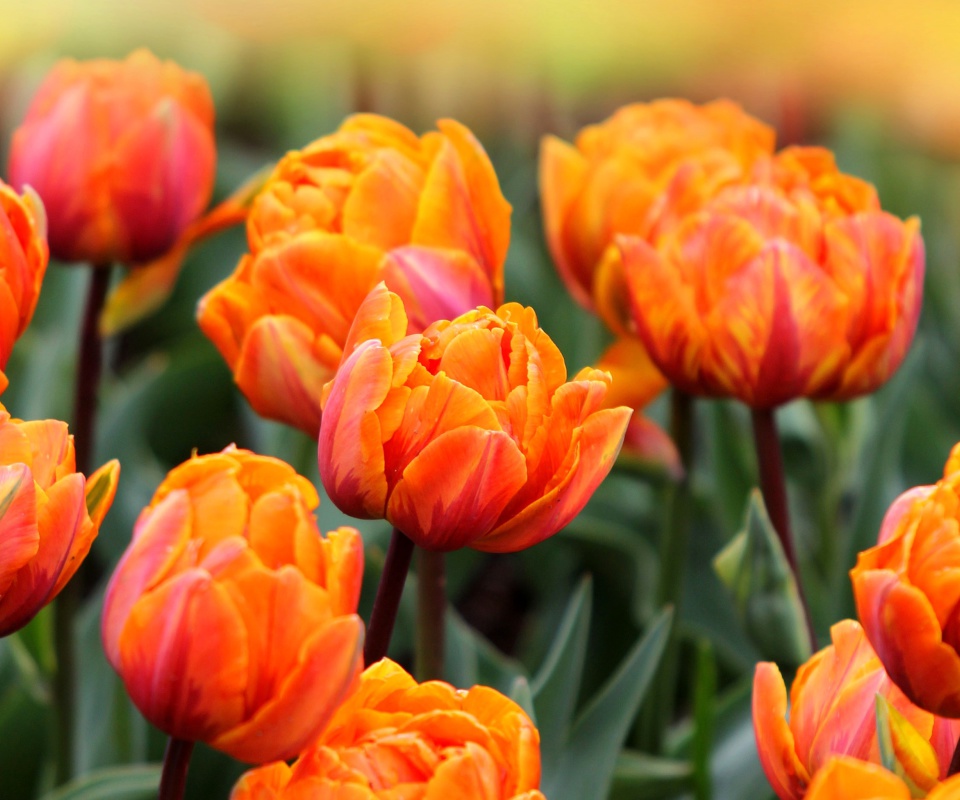 Fondo de pantalla Orange Tulips 960x800
