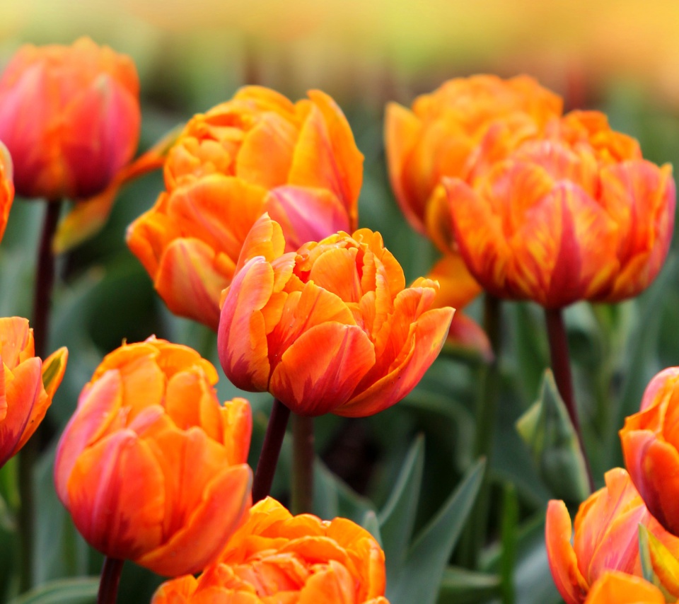 Обои Orange Tulips 960x854