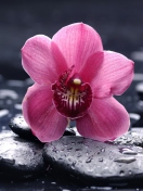Pink Flower And Stones wallpaper 132x176