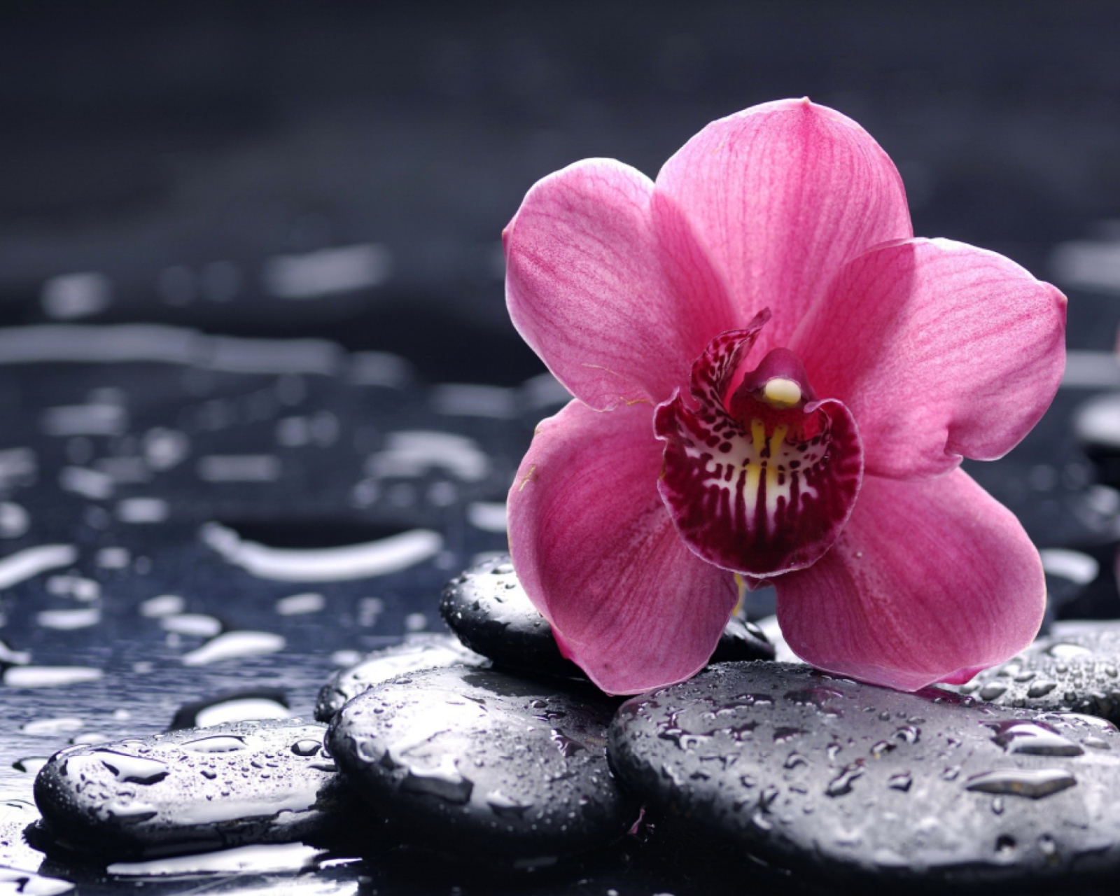 Pink Flower And Stones screenshot #1 1600x1280