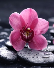 Screenshot №1 pro téma Pink Flower And Stones 176x220