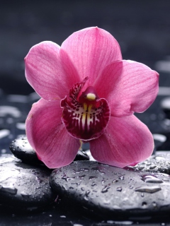 Pink Flower And Stones wallpaper 240x320