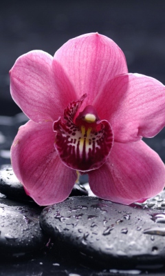 Pink Flower And Stones wallpaper 240x400