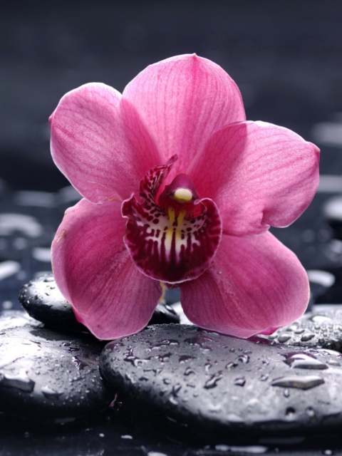 Pink Flower And Stones wallpaper 480x640
