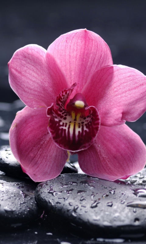 Pink Flower And Stones wallpaper 480x800