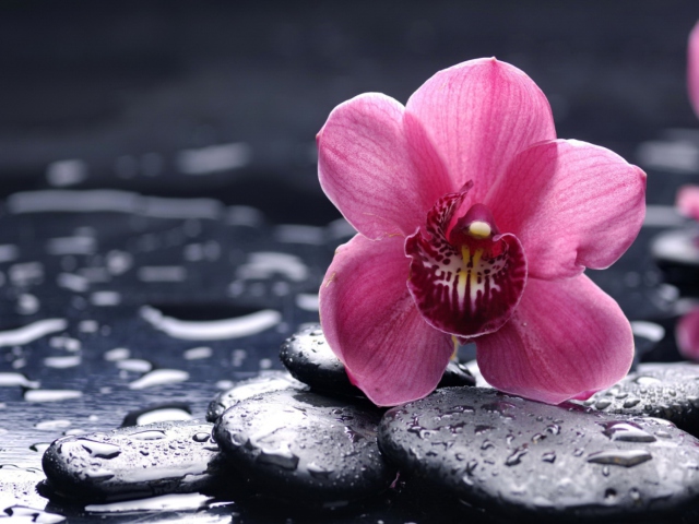 Pink Flower And Stones wallpaper 640x480