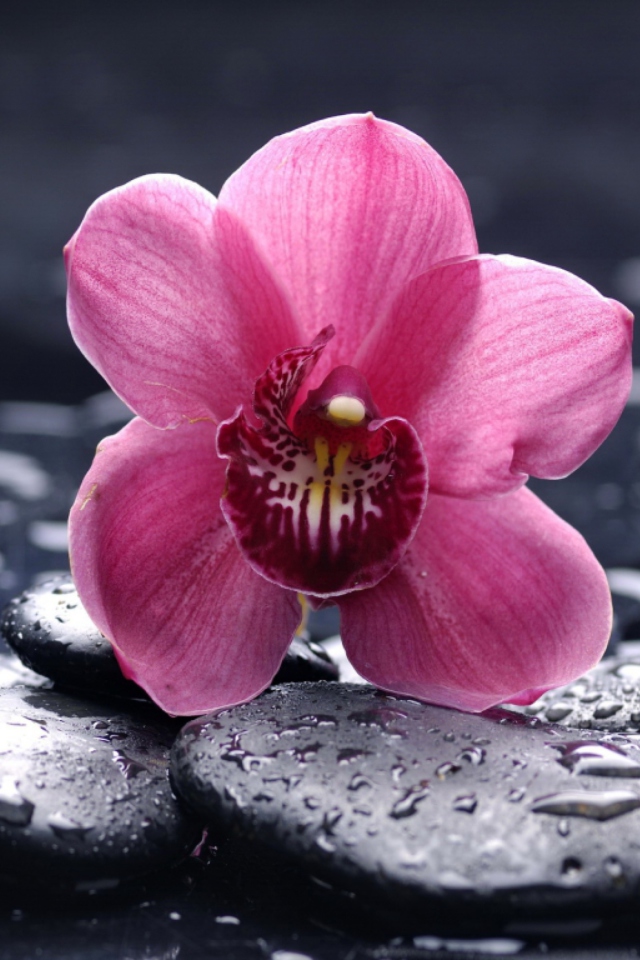 Sfondi Pink Flower And Stones 640x960