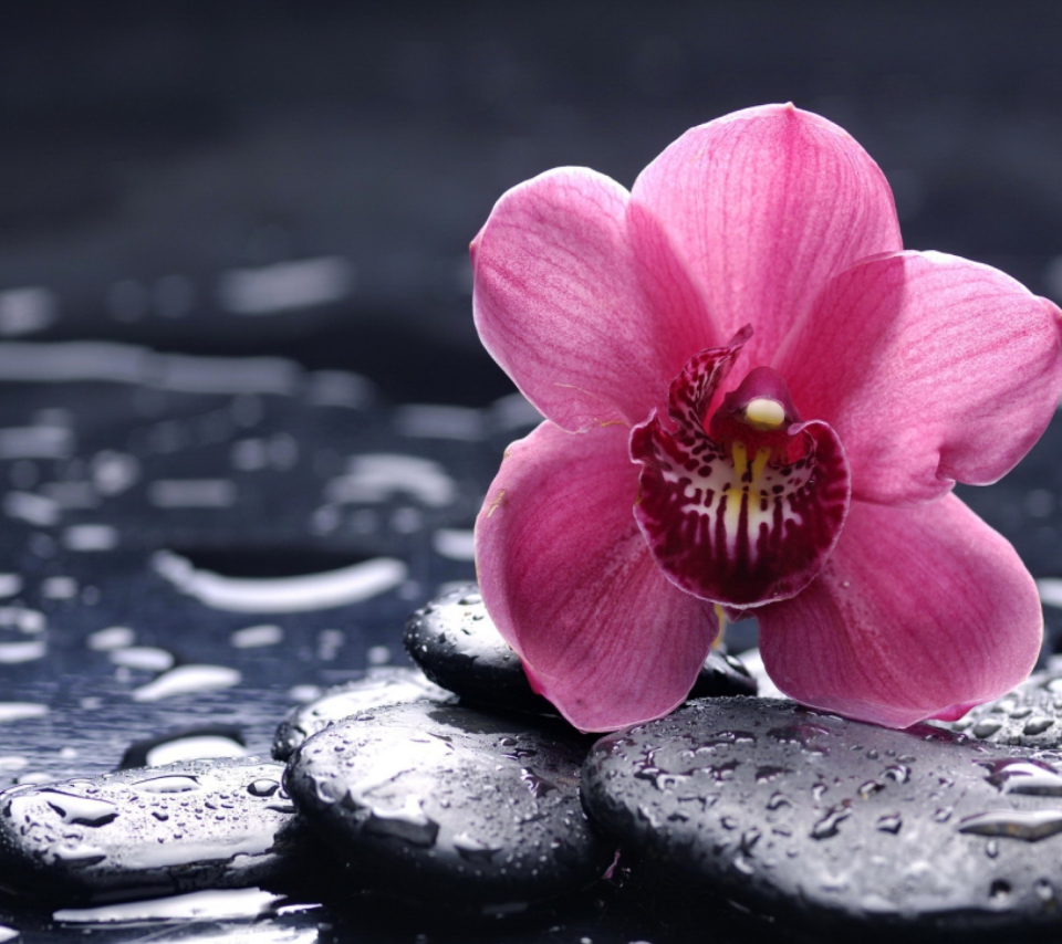 Pink Flower And Stones wallpaper 960x854