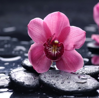 Pink Flower And Stones Wallpaper for 2048x2048
