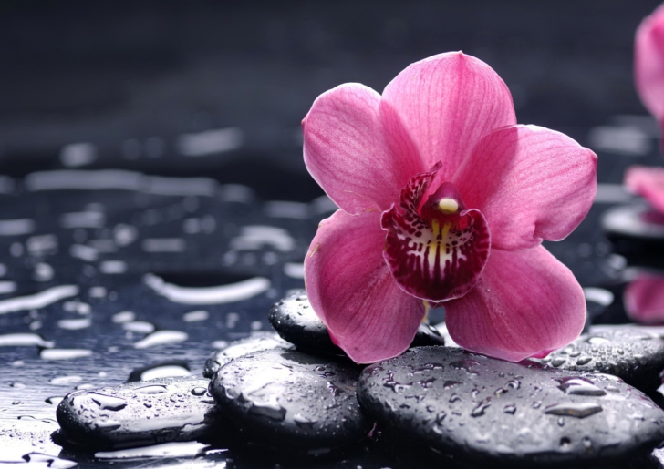 Pink Flower And Stones wallpaper