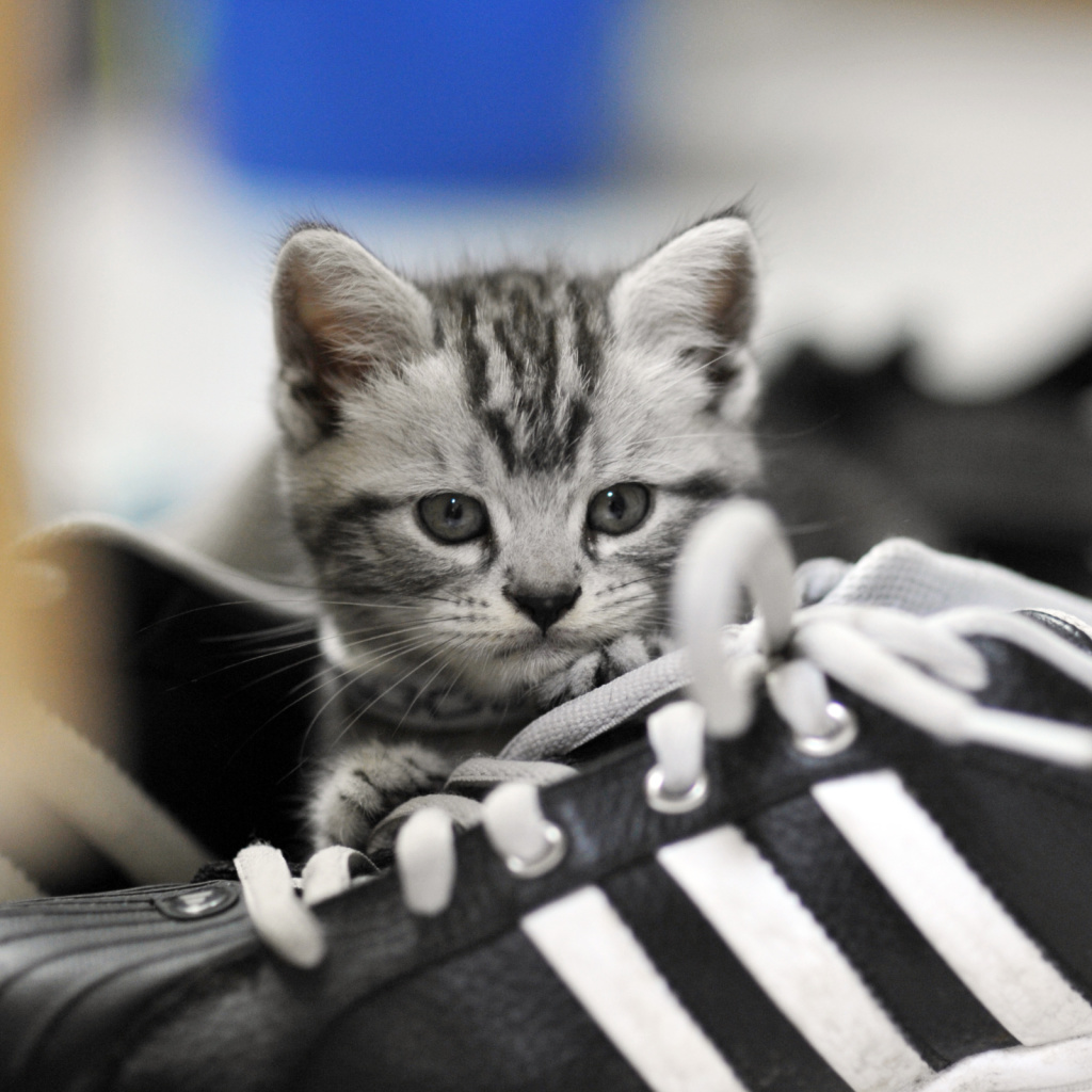 Kitten with shoes wallpaper 1024x1024
