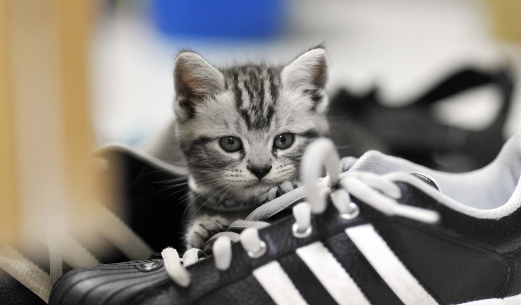 Обои Kitten with shoes 1024x600