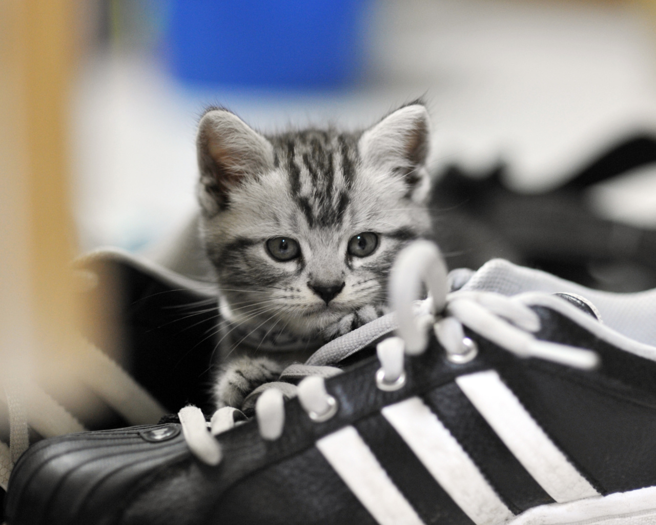 Sfondi Kitten with shoes 1280x1024