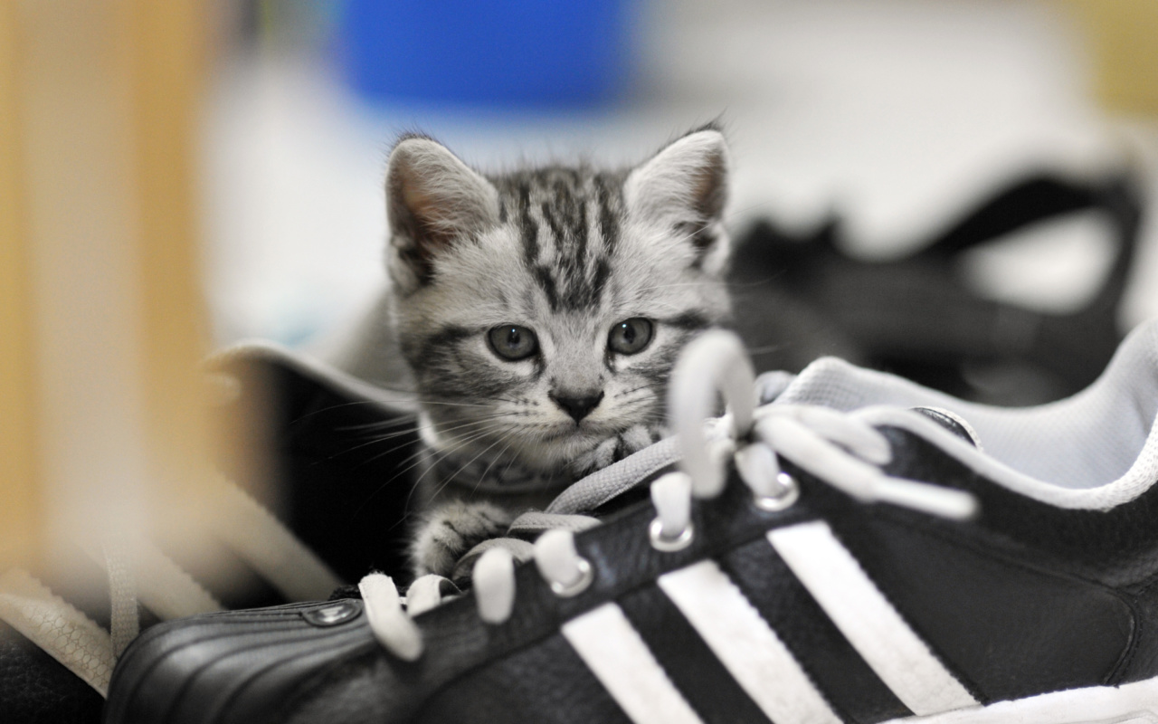 Kitten with shoes wallpaper 1280x800