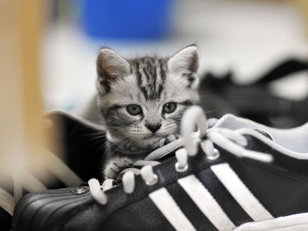 Kitten with shoes wallpaper 1280x960